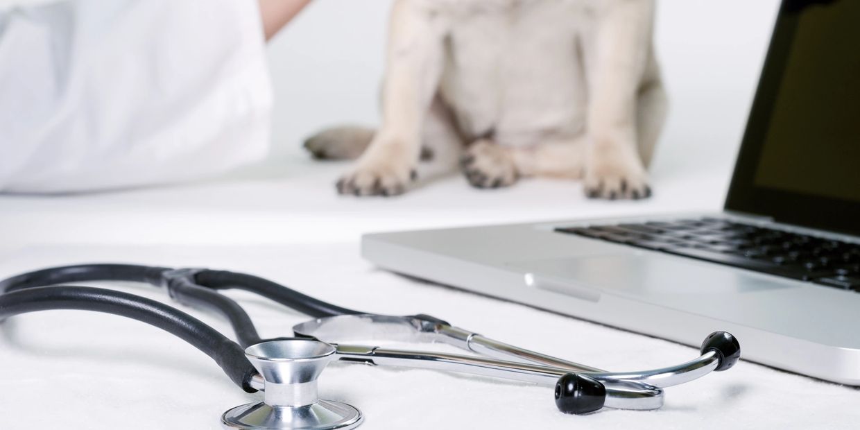 Stethoscope, laptop, and a dog in a veterinary setting.