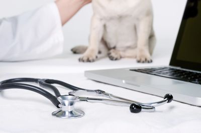 Pet wellness exam