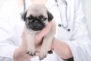 Low Cost Veterinary Care
Southside Veterinary Clinic - formerly Hutton Veterinary Clinic