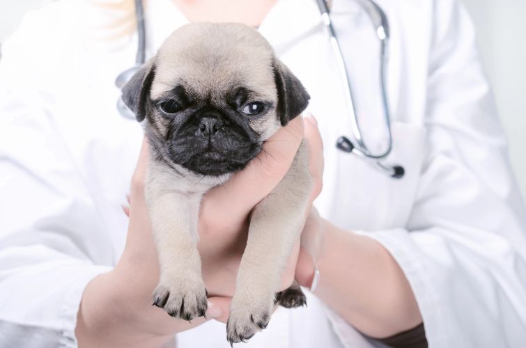 Vet People