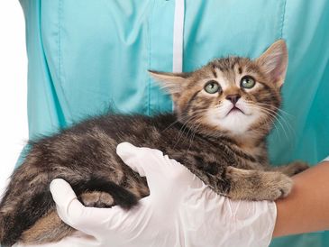 A kitten is held gently by a person wearing white gloves and a turquoise uniform.