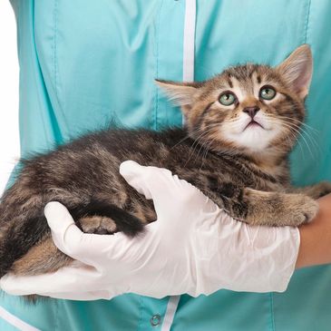 A kitten being held by a person wearing medical gloves and a teal uniform.