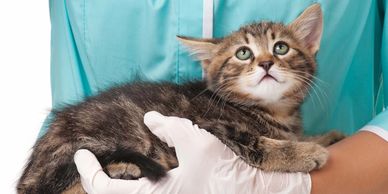 Kitten held by veterinarian