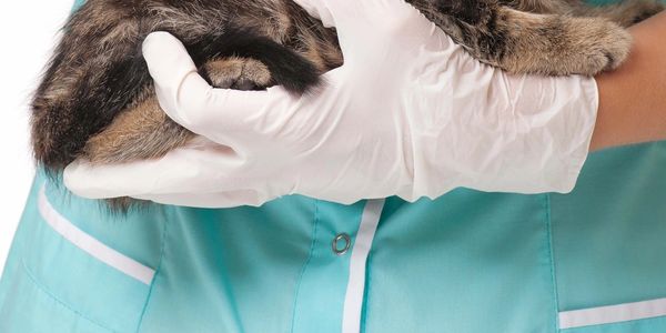 Cat is being held by veterinarian before spay-neuter surgery
