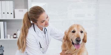 A veterinary Surgeon with a golden retriever dog