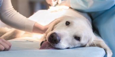 A lab is having stitches removed to illustrate a paragraph titled When You Need a Specialist