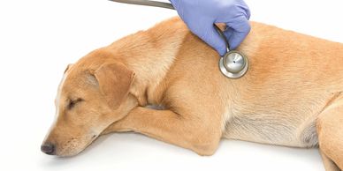 Low Cost Veterinary Care
Southside Veterinary Clinic - formerly Hutton Veterinary Clinic