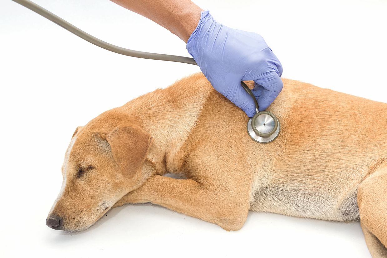 What to avoid to keep your pet healthy.
