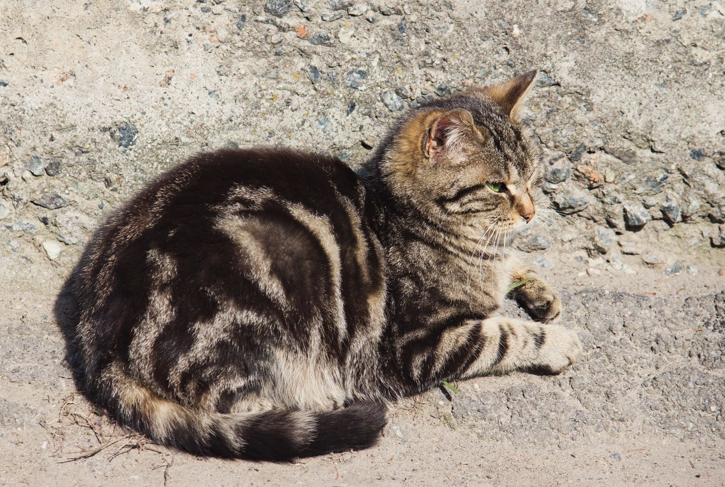 Un Gato curado de Peritonitis Infecciosa Felina