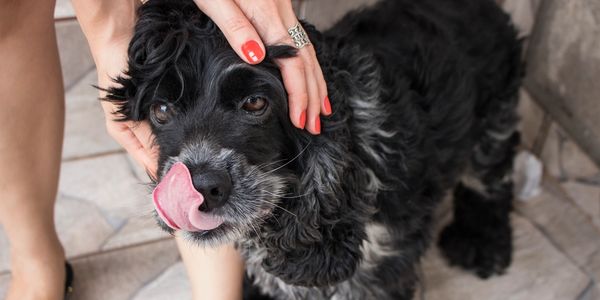 Small dog standing, licking lips, being comforted by a hand.