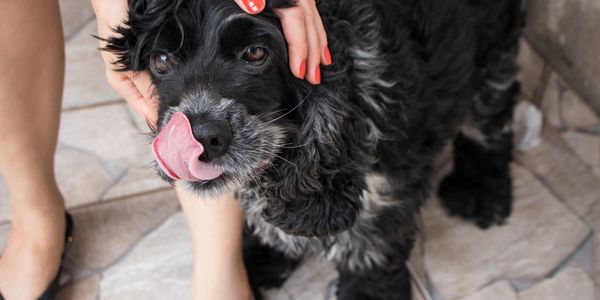 Small dog by womens feet, licking it's lips while being petted.