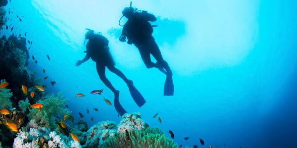 tampa bay scuba diving training classes trips nitrox tampa sarasota clearwater brandon valrico