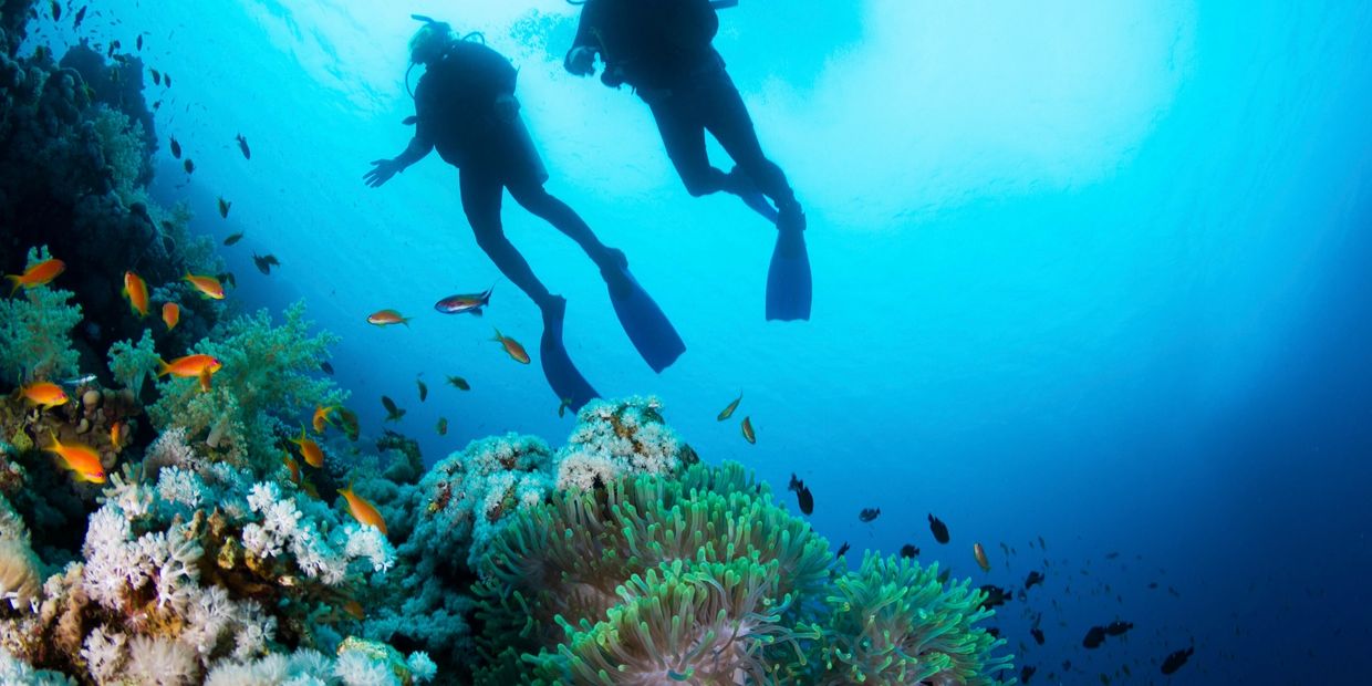 Divers swimming among schools of tropical fish in Thulusdhoo, Maldives