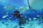 Diver swimming with stingrays and fish.