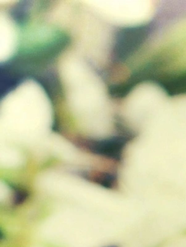 Soft-focus image of white flowers with green leaves.
