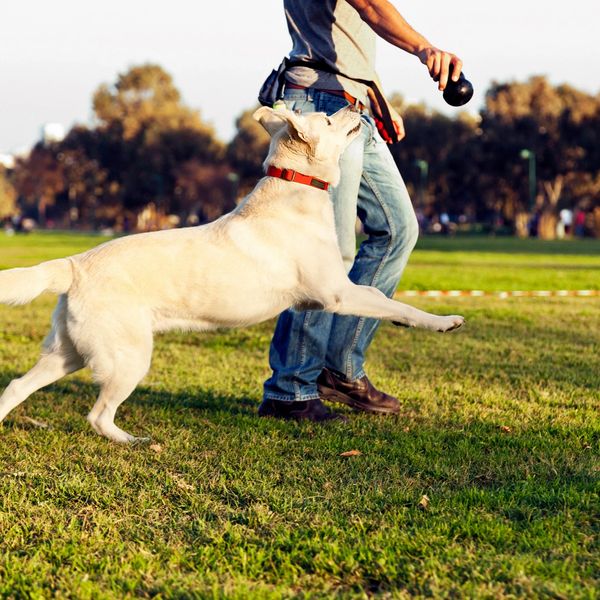 A dog eagerly chases a ball held by its owner in a park.