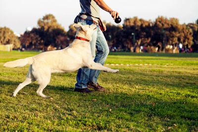 dog socialization classes san diego