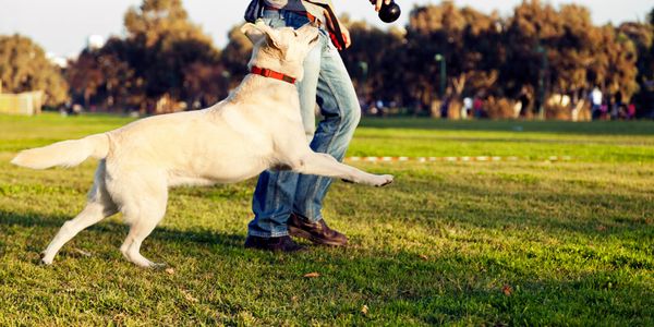 dog heeling with owner