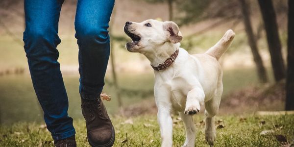 A medium beige dog running alongside a person outside.