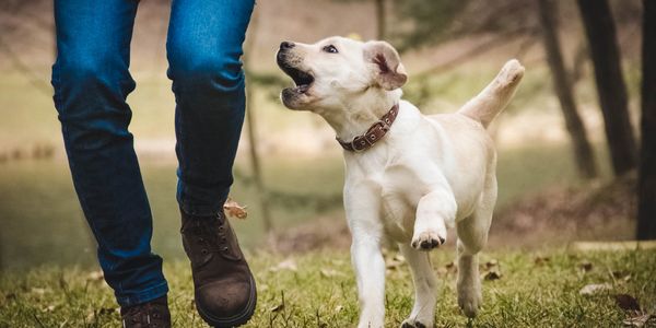 Dog walking on the farm