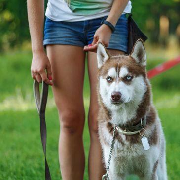 Dog with the female owner in a dog obedience class.