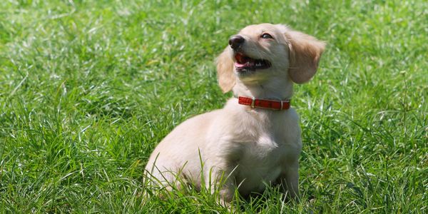 Puppy looking up lovingly.