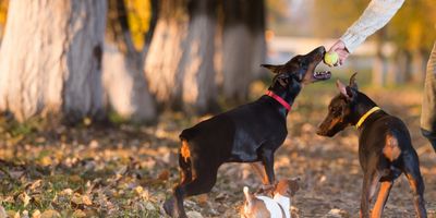 Three dogs in the woods