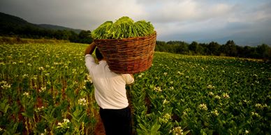 Man carrying produce from field.