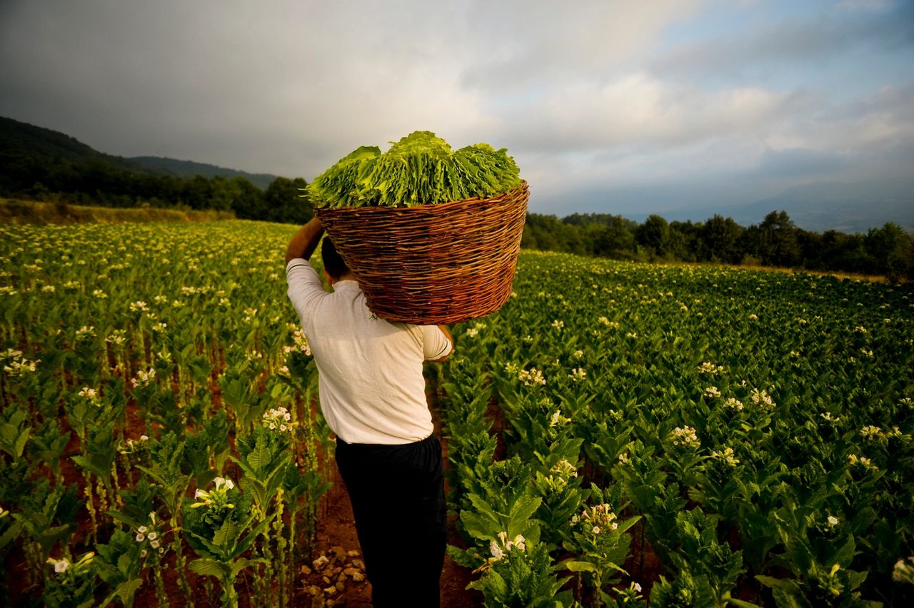 MENA: Fertile Ground for Legal and Illegal Tobacco Trade