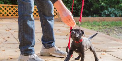 K9 Nosework - Sound Dog Connection