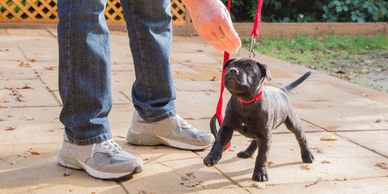 A cute puppy on a leash being trained.