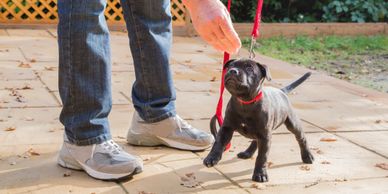 Puppy on lead being trained by owner