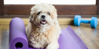 small white dog laying down on yoga mat