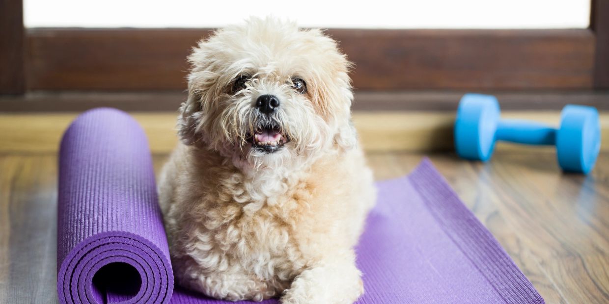 Small dog lying on a purple yoga mat next to a blue dumbbell.