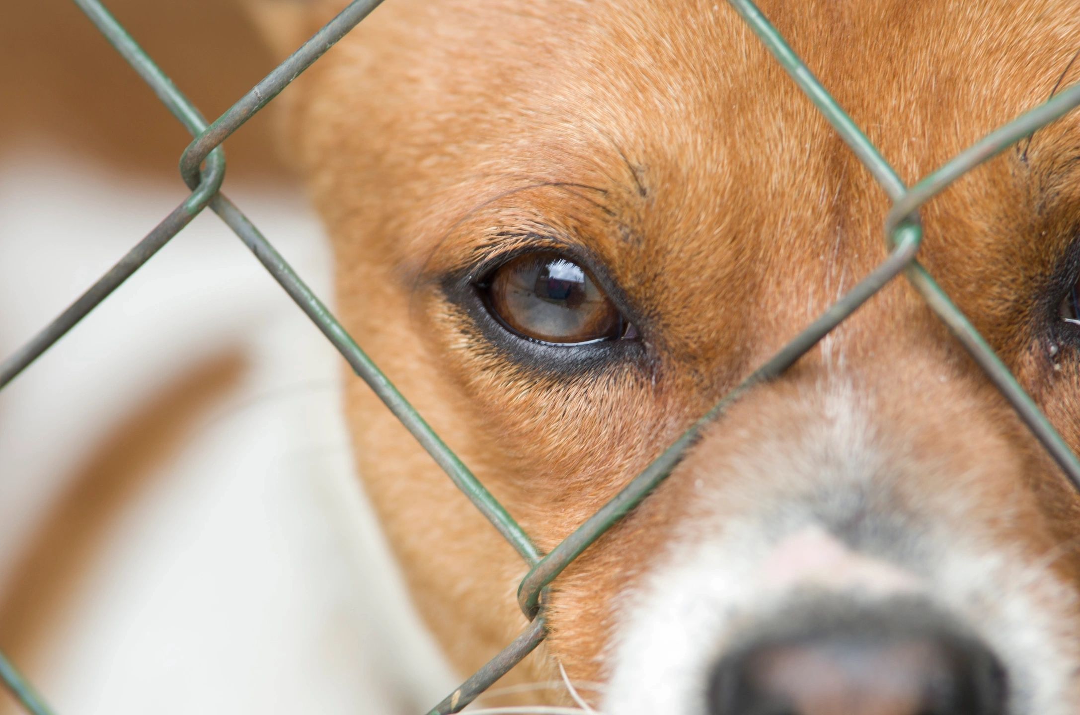 A close up of a dog's face. He is looking through the wire fencing of a kennel. 