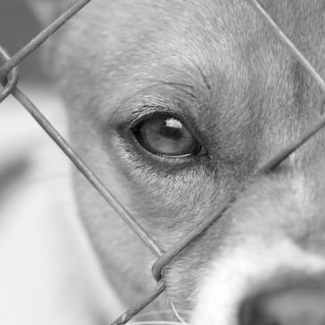 Close-up of a dog's eye behind a chain-link fence.