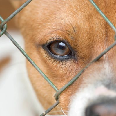 Dog's eye behind fence.