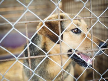 a mixed breed dog behind 2 types of metal fencing