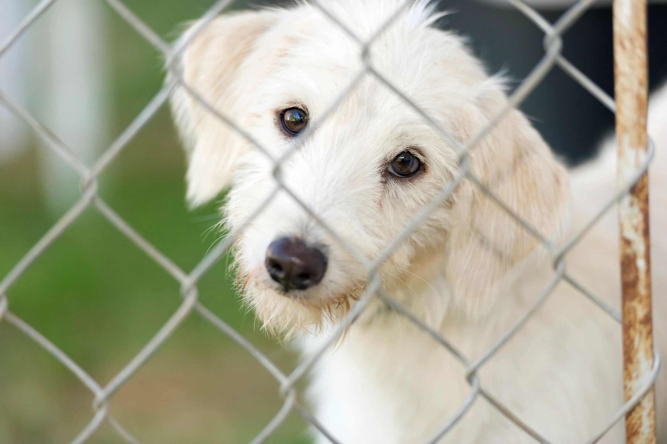 Dog behind fence