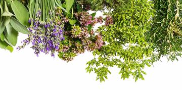 Various fresh herbs hanging to dry.