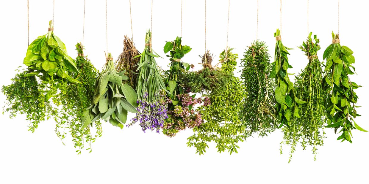 Herbs hanging to dry