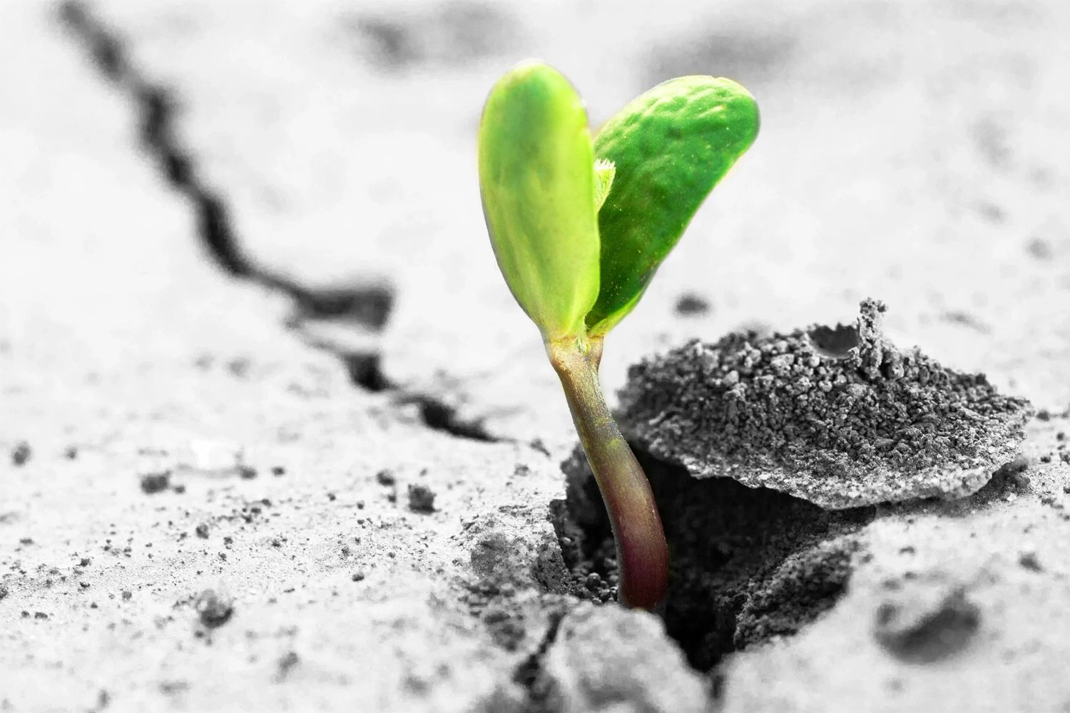 Seedling breaking through concrete