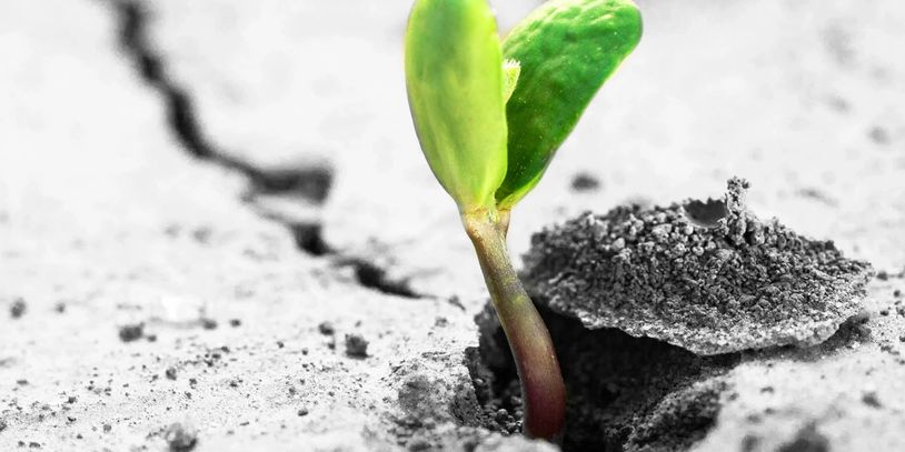 A budding plant with two small leaves emerging in the middle of a crack in concrete.