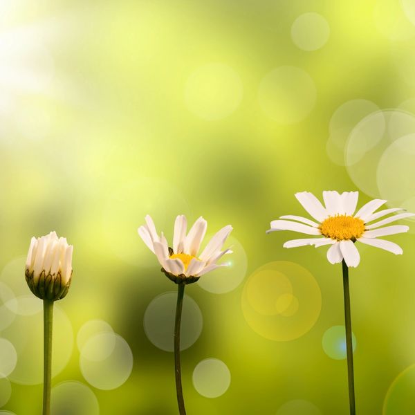 picture of flowers growing in the sunlight