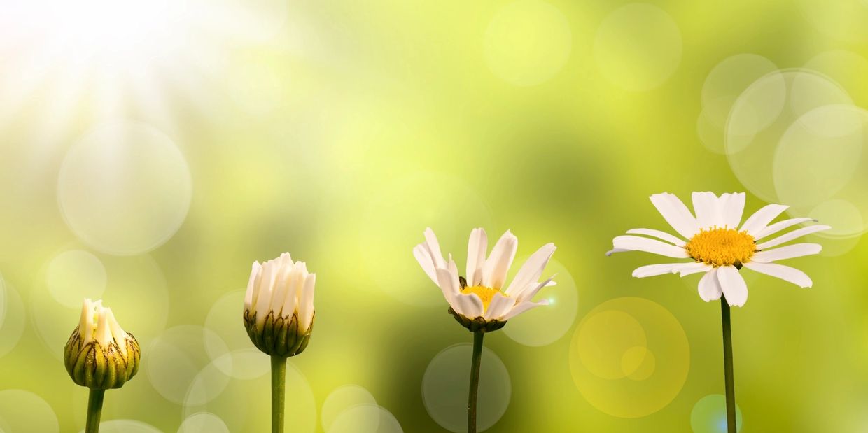 growth stages of daisies