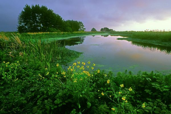 A serene pond surrounded by green plants and trees at sunset.