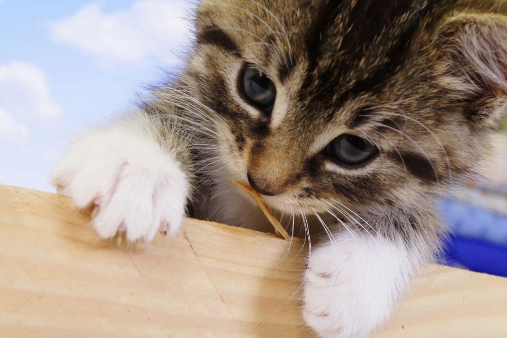 Close-up of a kitten with white paws playing with a wooden surface.