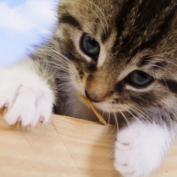 Close up of a small kitten playing.