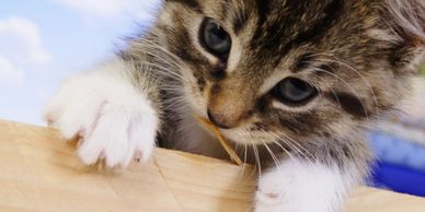 kitten vaccines healthy cat