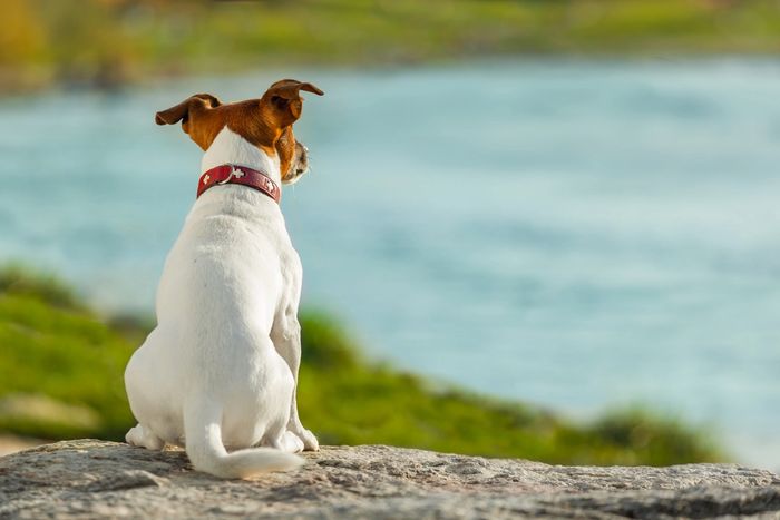A dog with a red collar sits by a body of water, gazing into the distance.